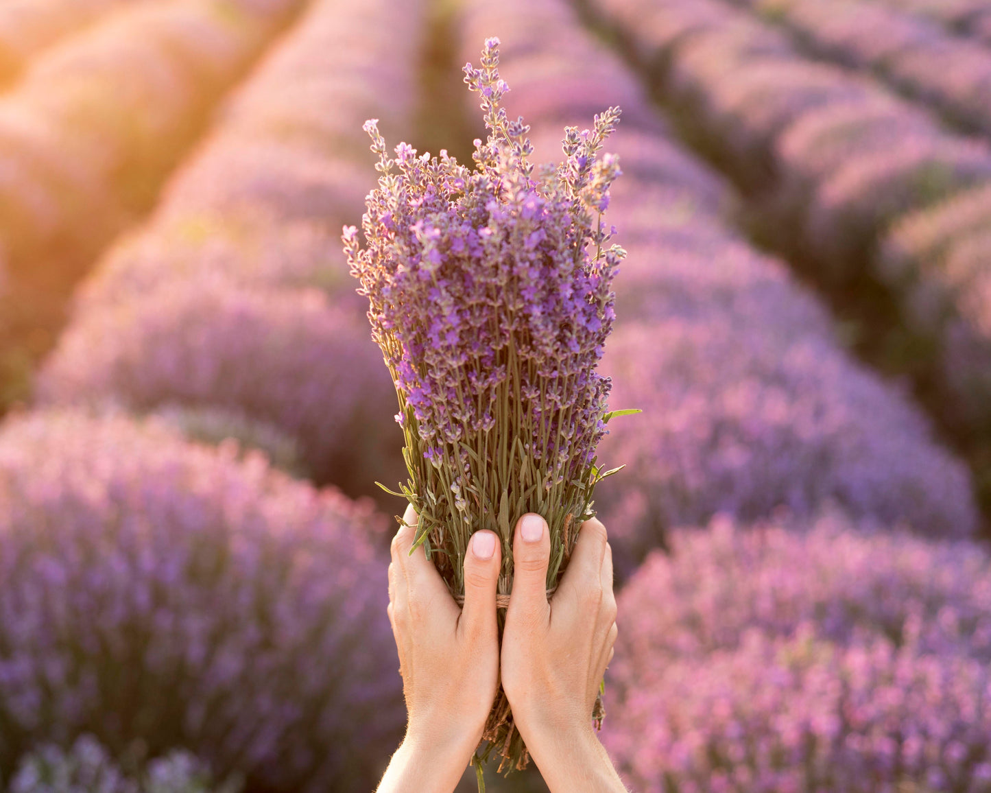 Culinary Lavender Flowers