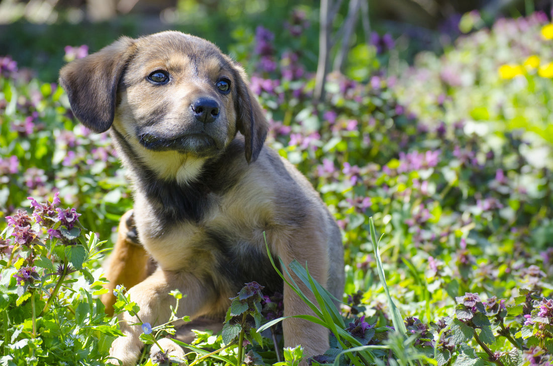 A dog at the Park without Lavender