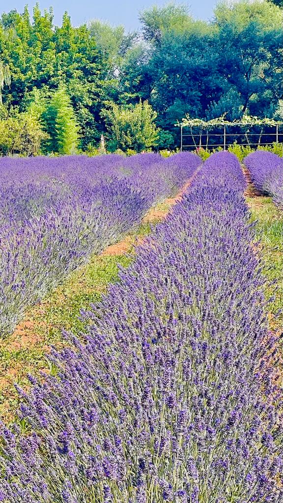 Lavender Essential Oil - 100% Pure (=undiluted), safe, topical use, delicate Aroma